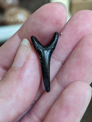 Lamniformes