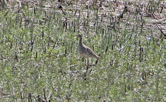 Bartramia longicauda