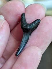 Lamniformes