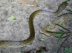 Madagascarophis colubrinus