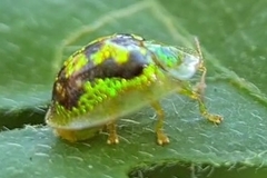 Cassida diomma