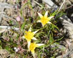 Conostylis seorsiflora