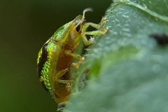 Cassida diomma