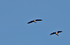 Branta hutchinsii hutchinsii