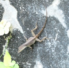 Anolis