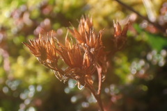 Sedum oreganum