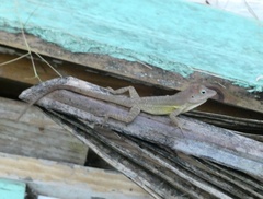Anolis