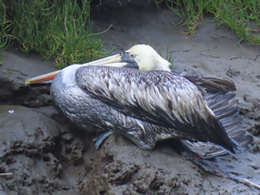 Pelecanus thagus