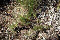 Distichlis distichophylla