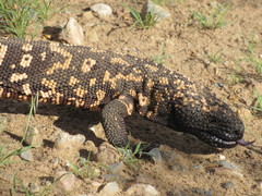 Heloderma suspectum suspectum