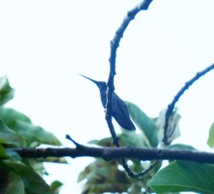 Anthracothorax mango