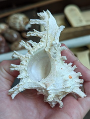 Muricoidea