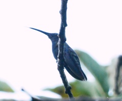 Anthracothorax mango