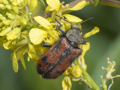Astylus trifasciatus
