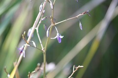Dianella tasmanica