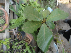 Quercus crassifolia