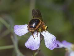Cadeguala occidentalis