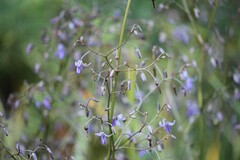 Dianella tasmanica
