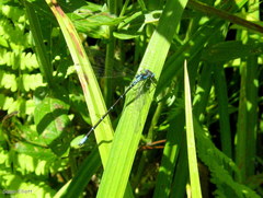 Chromagrion conditum