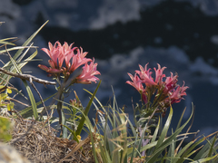 Alstroemeria ligtu ligtu