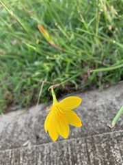 Zephyranthes pulchella