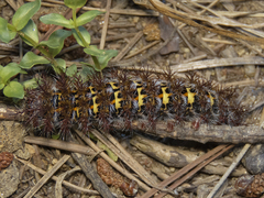 Ormiscodes cinnamomea