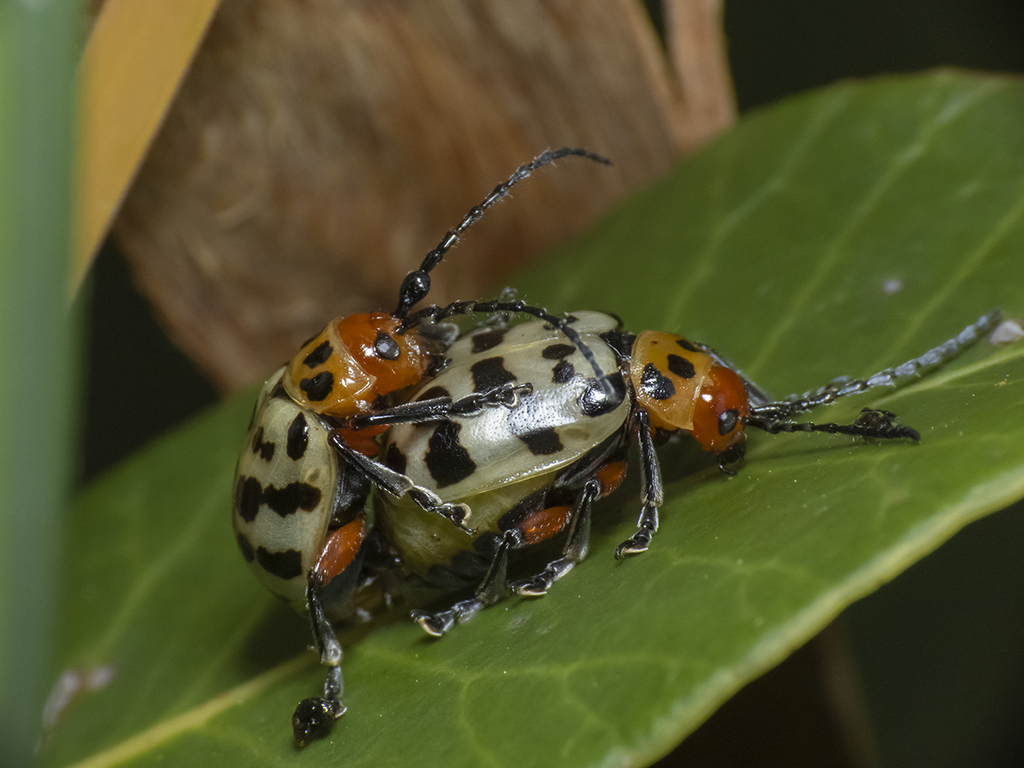 Procalus mutans