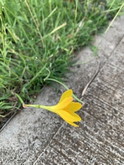 Zephyranthes pulchella