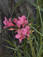 Alstroemeria ligtu ligtu