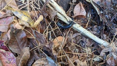 Plethodon mississippi