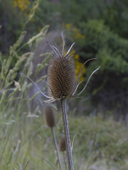 Dipsacus sativus