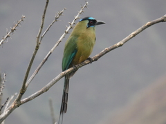 Momotus aequatorialis