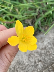 Zephyranthes pulchella