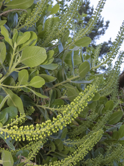 Escallonia pulverulenta