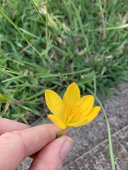 Zephyranthes pulchella