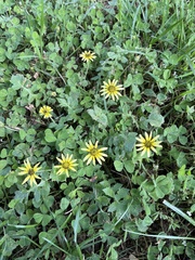 Arctotheca calendula