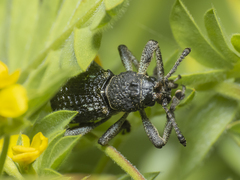 Aegorhinus superciliosus