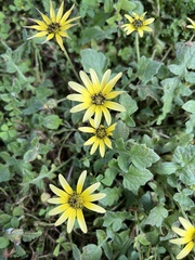 Arctotheca calendula