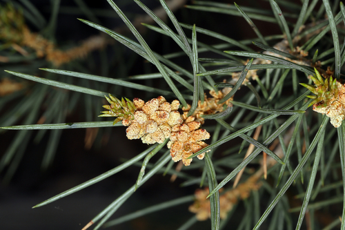 Singleleaf pinyon (Pinus monophylla)