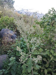 Buddleja cordata