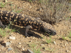 Heloderma suspectum suspectum