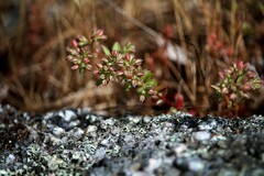 Polycarpon tetraphyllum