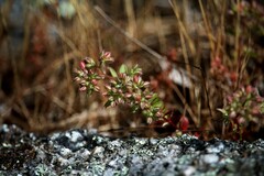 Polycarpon tetraphyllum