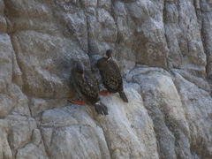 Poikilocarbo gaimardi