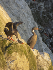 Poikilocarbo gaimardi