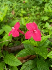 Ruellia rosea