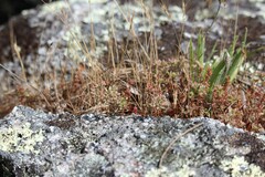 Polycarpon tetraphyllum