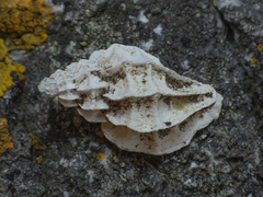 Crassilabrum crassilabrum