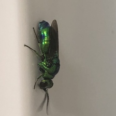 Chrysis lincea
