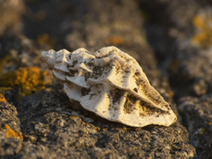 Crassilabrum crassilabrum